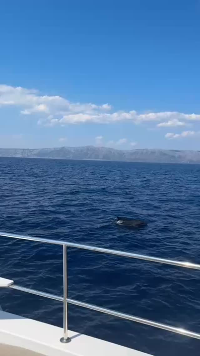 A very brief glimpse of the elusive Croatian Dolphin! 🐬 credit to @iisbellla