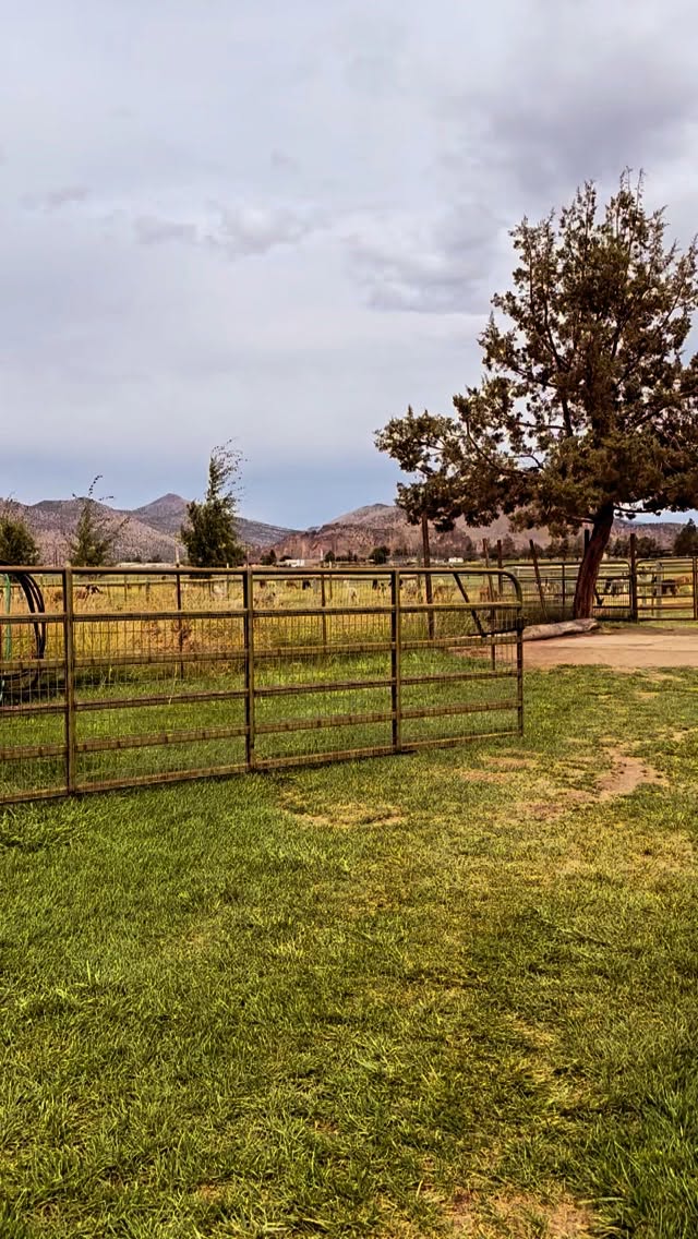 When alpacas are high on your summer bucket list 🤍 🦙We found the most charming spot to visit with alpacas just north of Bend, Oregon @crescentmoonranch If you’re in the area or (like us) love a roadtrip, check them out. It’s not an exaggeration to say this is one of the highlights of our summer
.
.
.
.
.
.
#pnwonderland #thefuturewild #explore #getoutside #pnw #getoutsideandplay #oregonexplored #bendoregon #alpacas #alpacafarm #letthembelittle #familyadventures #roadtripusa #thefuturewild #summerbucketlist
