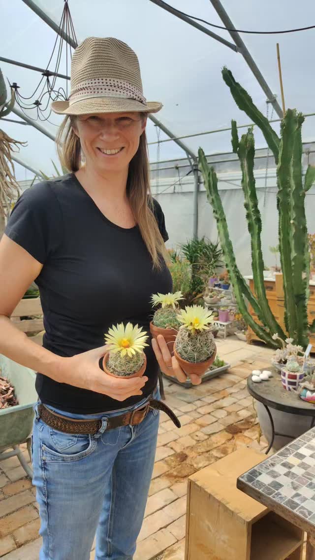 Klein, kugelrund und voller Charakter – das ist die Corythanta! 🌵💛
Diese charmante Mini-Kaktusgattung begeistert mit ihren feinen Dornen, schönen Blüten und ihrer unglaublichen Robustheit.
Perfekt für alle, die wenig Platz, aber viel Liebe für besondere Pflanzen haben.
💡 Tipp: Viel Licht, wenig Wasser – und deine Corythanta bleibt lange glücklich!"**
#CorythantaLove #MiniKaktus #KaktusSammlung #Sukkulentenliebe #GreenHomeVibes