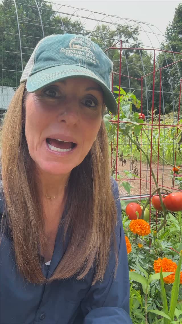 Yummy Homegrown Tomatoes 🍅
#tomatoes #homestead #farm #farmlife #homesteading #garden #gardening #grow #growyourown #growtomatoes #yummy #homesteadlife #vegtables