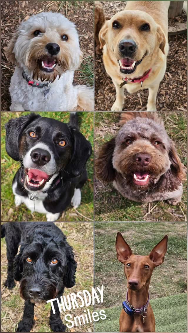 Happy Thursday 🐾 🙂
#happydoglife #doggydaycareuk #pawsomedays #outdoordogschool