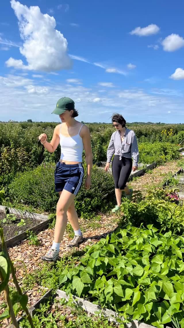 Summer special!! Our salad chock-full of all the good stuff from our garden: mizuna lettuce, spinach, carrots, radishes, carrot tops and a rosemary and fig dressing. Topped of some seeds and Montgomery farmhouse cheddar. Come and get it ☀️☀️☀️
