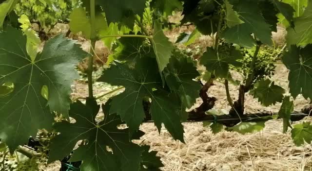 La gelata dello scorso aprile ha fatto danni ingenti in tutta Italia, ma non per chi ha utilizzato ProTech.
Ringraziamo Graziano per questo video messaggio, ci fa piacere vedere un risultato del genere. 💪🏻
✅ Oltre ad aver recuperato i danni del gelo, queste piante sono già pronte ad affrontare il caldo, scopri di più su ProTech qui https://bit.ly/3vQ9LDJ