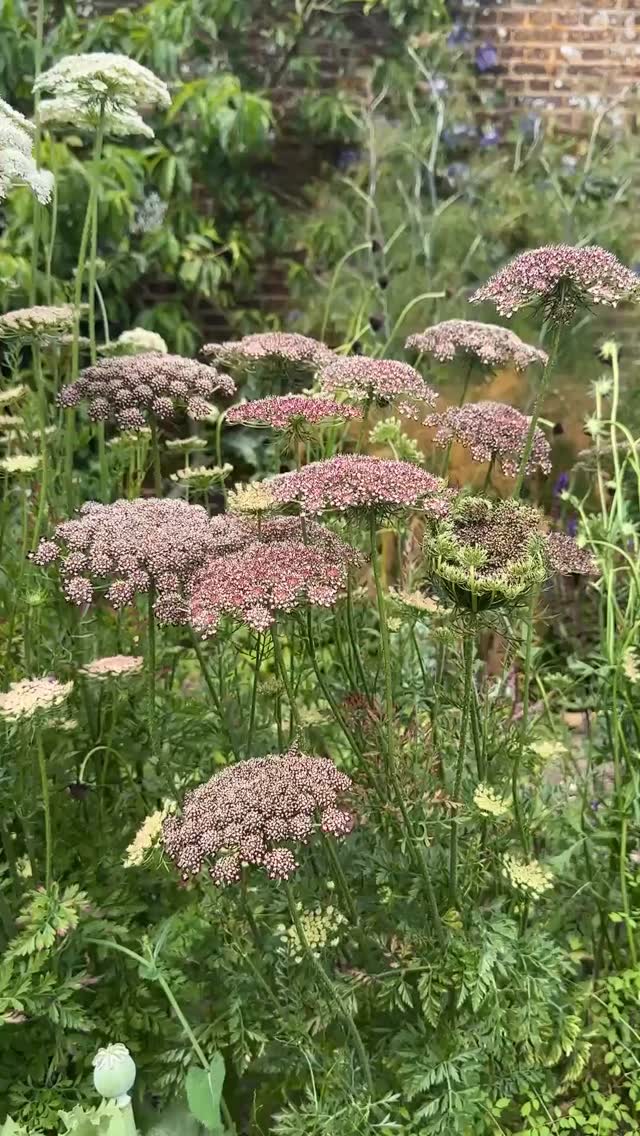 Daucus carota is the wild form of the cultivated carrot and flowers from midsummer to autumn. Its delicate, lacy flower heads attract all sorts of helpful insects like bees, beetles and hoverflies. It’s great for informal borders, naturalistic schemes and wildflower areas.
There are many varieties and colours to choose from, and we’re particularly fond of the burgundy Daucus carota ‘Dara’ shown in these images.
It prefers full sun and well-drained soil, and while it’s quite adaptable, it thrives best in neutral to slightly alkaline conditions. Once established, it’s low maintenance and drought tolerant, making it perfect for meadow-style gardens.
It’s really good value too, as it self-seeds easily and supports wildlife by providing nectar and pollen for pollinators, seeds for birds, and food for caterpillars. A lovely plant that keeps flowering throughout the summer.
These videos are from @sissinghurstcastlegardennt (video 1) and our Chelsea Flower Show garden from May this year. As the show was in May, we had to force the plants to get them flowering on time.
Do you do Daucus?!