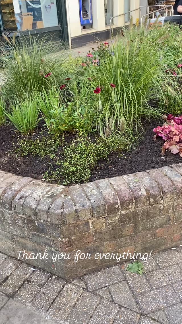 Thank you to Tony and the incredible volunteers who have made this flower bed look incredible ! 🥰