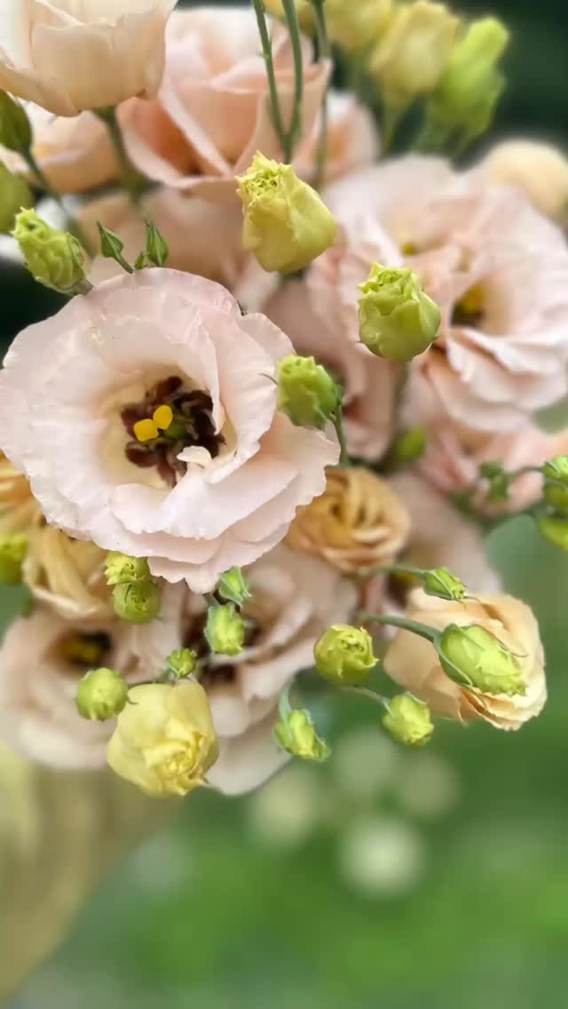 So excited to bring the abundance of the August cut flower fields to @lilyandbirchmarket and a pop up at @chartreuseandco on Saturday- come say hi!! We have a full cast staring stunning lisianthus and my beloved dahlias with supporting characters Celosia and Amaranth and many moreā¦I canāt get enough!
#marketweekend #flowerfarm #smallfarm #flowerfarmer #lisianthus #dahlia #blooms #bouqet #market #antique #design