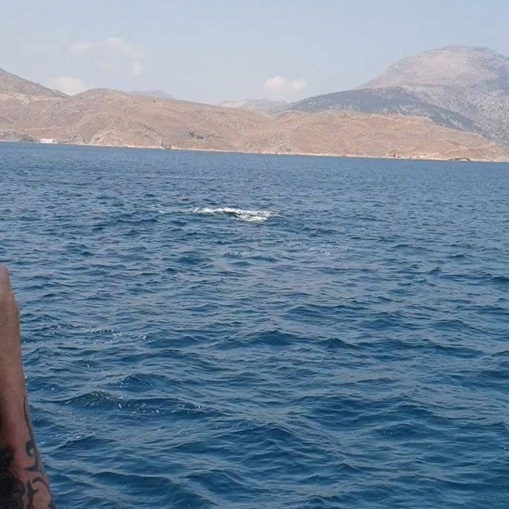 Dolphins
#greece #greekisland #kosisland #tigakitours #holidays #summer #tigaki #marmari #lambi #grecja #wyspakos #wakacje #urlop #kalymnos #plati #pserimos #pserimosisland #trzywyspy