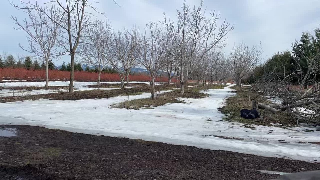 Making room for around 1,000 more blueberry plants this spring!
The crop on our existing plants is looking good and will definitely be our largest harvest yet. Excited to get this season started!