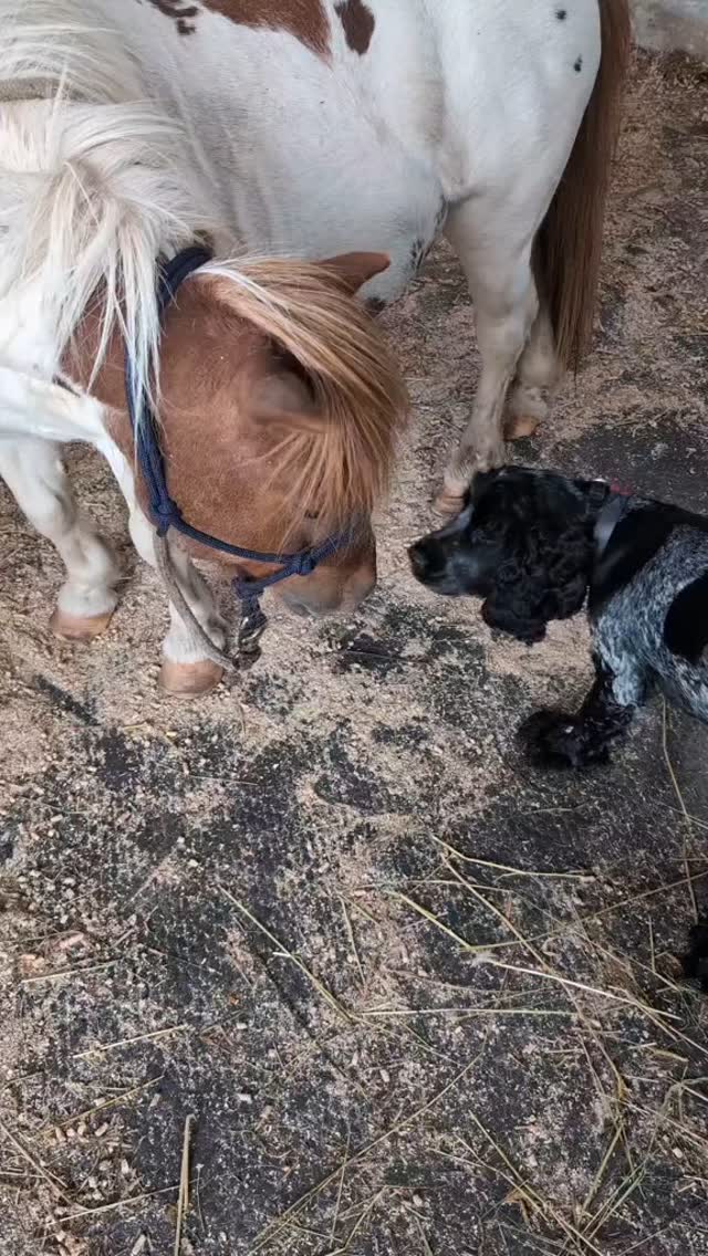 These two 🥰🐶🐴
.
.
.
#lowerwillsworthy #cockerspanielsofinstagram #shetlandpony #animallovers❤️ #holidaycottagesuk #holidaycottagedartmoor #dartmoorholidaycottage #devonlife #vistdartmoor #visitdevon #dartmoornationalpark #selfcateringholiday #countryretreat #countrycottage