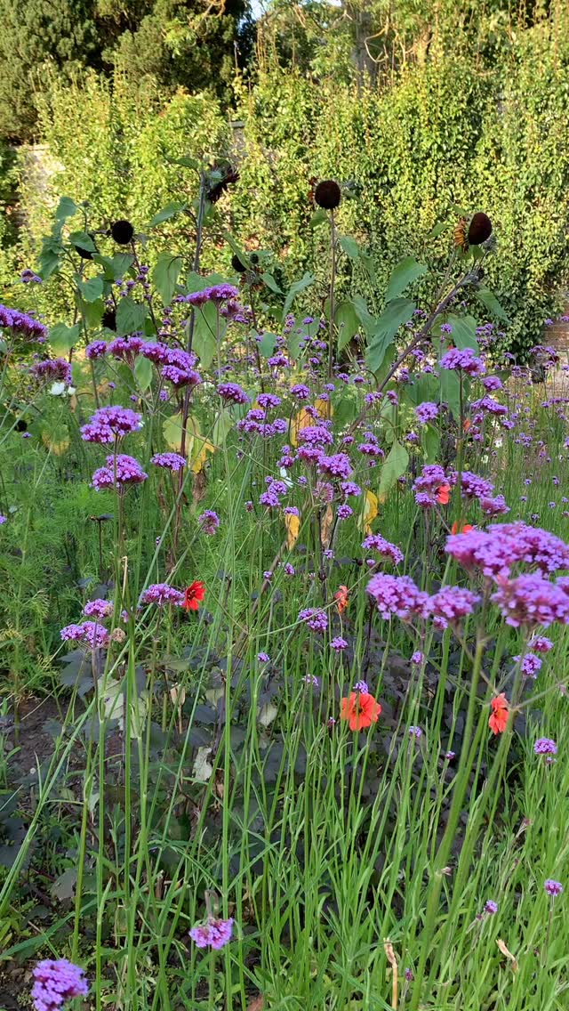 Scented corner. Taken yesterday evening, the Mount Cook and Stargazer lilies are doing their thing in the cuttings bed at the moment. If only Instagram had an ‘enable scent’ feature…
If you’re interested in finding out more about our garden in South-east Scotland, you might like to read our regular blog. You can find the link in our profile bio or visit www.thescottishcountrygarden.com. Check out our latest post ‘Agapanthus and apples’.
#gardenblog #garden #thescottishcountrygarden #scottishcountrygarden #gardenbloguk #scottishgardenblog #headgardenersblog #countrygardenblog
#gardenblogger #summergarden#scottishgarden #scottishgardener #gardenjournal #scottishgardenjournal #gardendiary #gardenersdiary #oldgarden #walledgarden #oldfashionedgarden #walledgardenblog #gardeninscotland #thegardeninaugust #augustgarden
#gardenwriter #ukgarden #gardensofScotland #gardensofgreatbritain