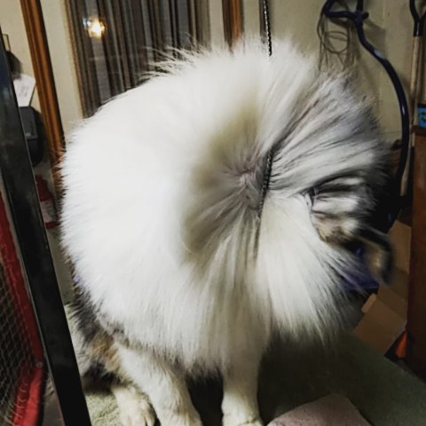 We have a blue visitor... can you guess whooooo? #bluedog #aussiesofinstagram #dogstagram #dogshow #dogsofig #ausableriveraussies #longhairdontcare #birthday #australianshepherd