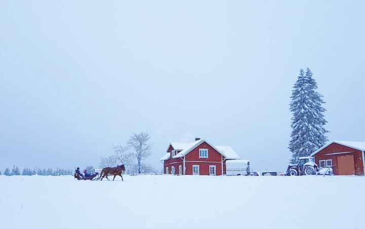 Sleigh ride on a fresh snow! We couldn't resist😊
#sleighride #rekiajelu #reki #suomenhevonen #scenicfarm #maisematila #bedandbreakfast #farmstay #horsesleigh #visitkarelia #visitilomantsi #discoverfinland #ourfinland #matkasuomi