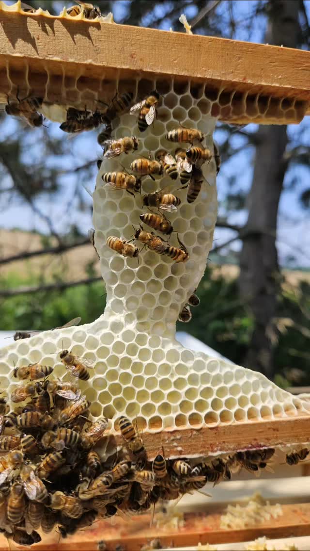 In the bee world, constructing wax comb is an art form.
#ontariohoney #beeswax #beeswaxcandles #honeycomb #honeycombart #beekeepinggirls #LocalHoney
