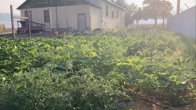 Tour of our #communitygarden at the Nyah #Grange in Hot Springs #Montana #permaculture #garden