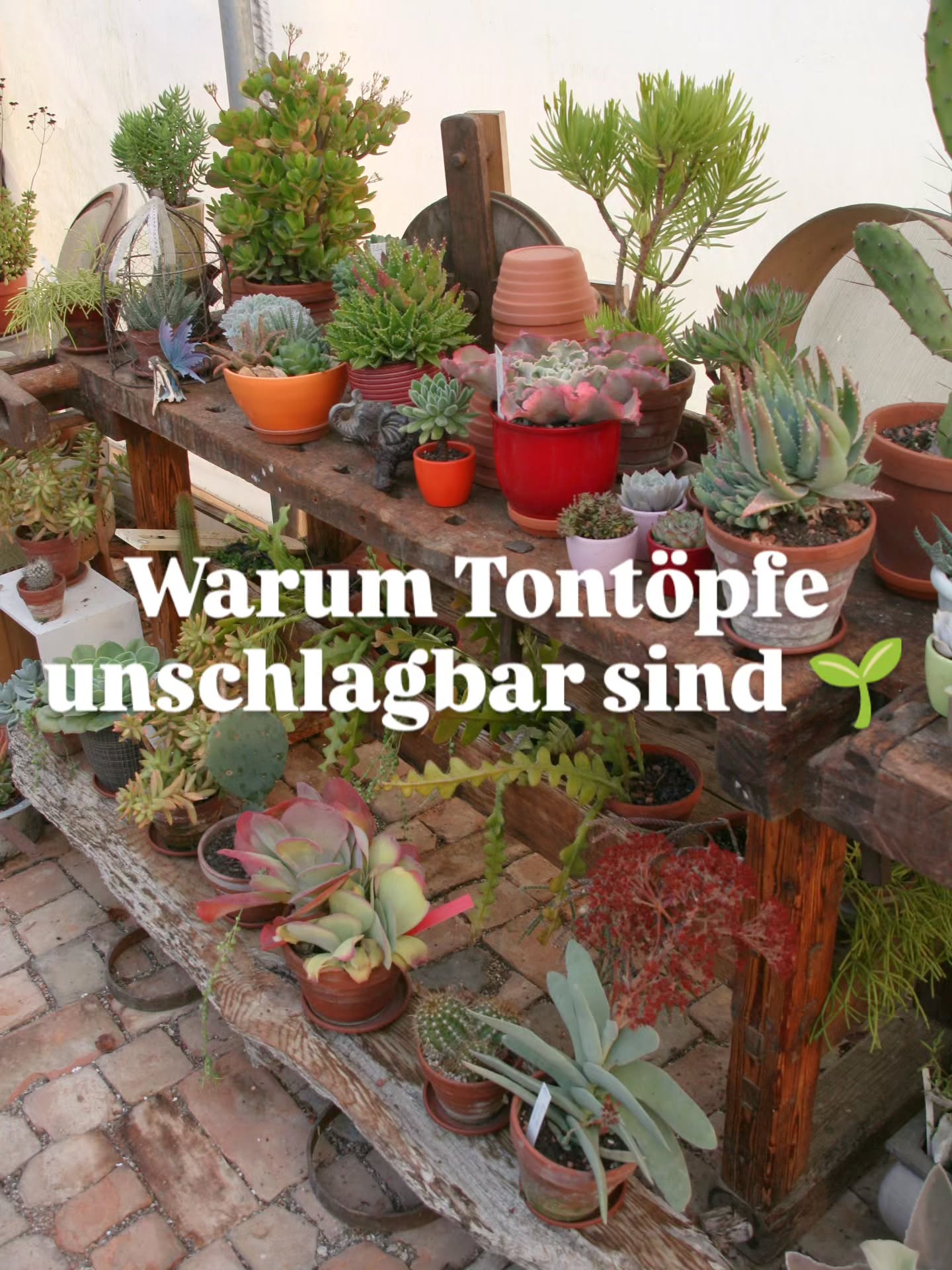 Deine Pflanzen verdienen das Beste – und das fängt beim richtigen Topf an! 🌱✨
Tontöpfe sind nicht nur schön anzusehen, sondern auch echte Allround-Talente: Sie regulieren Feuchtigkeit, lassen die Wurzeln atmen und sind dabei langlebig & nachhaltig.
💚 Für gesunde Pflanzen. Für ein schönes Zuhause. Für dich.
Welcher Vorteil überzeugt dich am meisten? Schreib’s in die Kommentare! 👇"
#TontopfLiebe #Pflanzenpflege #NachhaltigGärtnern #UrbanJungle #TerrakottaVibes