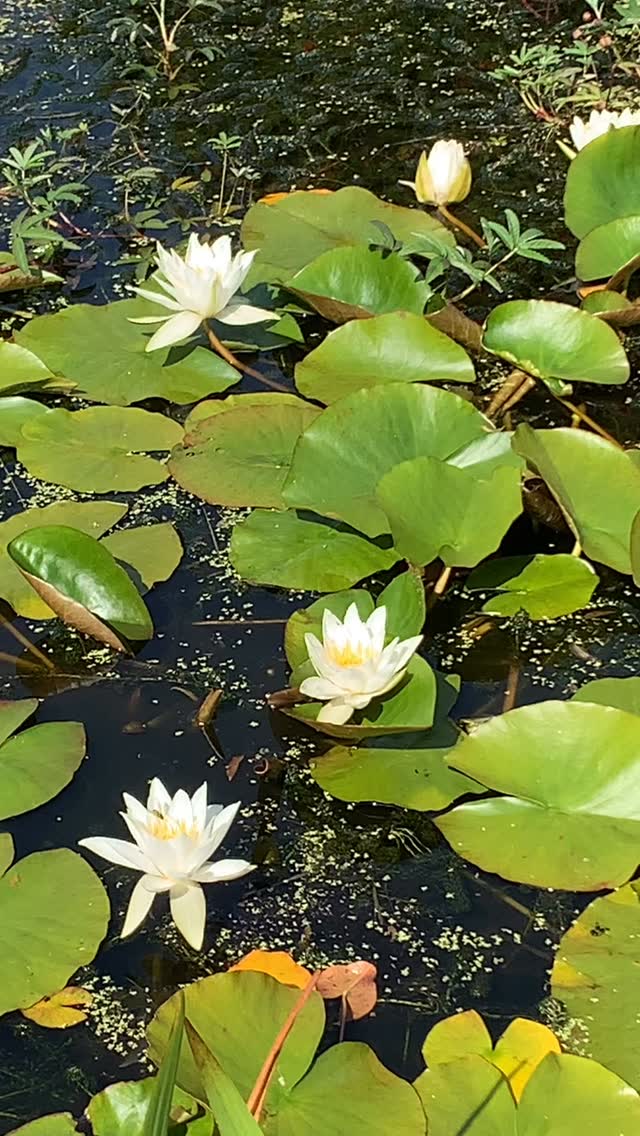 White waterlilies.
If you’re interested in finding out more about our garden in South-east Scotland, you might like to read our regular blog. You can find the link in our profile bio or visit www.thescottishcountrygarden.com. Check out our latest post ‘Agapanthus and apples’.
#gardenblog #garden #thescottishcountrygarden #scottishcountrygarden #gardenbloguk #scottishgardenblog #headgardenersblog #countrygardenblog
#gardenblogger #summergarden#scottishgarden #scottishgardener #gardenjournal #scottishgardenjournal #gardendiary #gardenersdiary #oldgarden #walledgarden #oldfashionedgarden #walledgardenblog #gardeninscotland #thegardeninaugust #augustgarden
#gardenwriter #ukgarden #gardensofScotland #gardensofgreatbritain