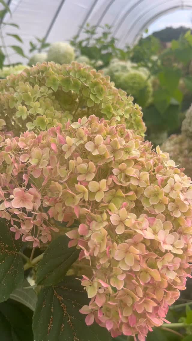 hydrangea h e a v e n
a dose of beauty celebration & joy to share
of my first summer season bounty
with @therealflowerco_wholesale
food for the soul this place
its plants, flowers, bees, birds, dogs & humans
playing my part of tending to its magic
one of hampshireās greatest gifts to me by far
so how are YOU faring loves?
been a minute
choosing / needing to be a little quieter on here
a lot going on in the world right now isnāt there
summer can be a funny old time
a big peak of heightened energy
different rhythms
less form & shape to the everyday regular
leaves more room for fun, friends, family
adventures, parties, holidays perhaps
and also reflection, shifts, changes
lostness maybe, with that lesser sense of structure
what are you noticing arise in YOU?
is there a seasonal pattern perhaps
or is this summer offering you something new?
welcoming all that arrives as best we can
with gentleness
those words can be spoken easily
the practice of them, often less so
so summer, we see you
in all of your abundance
with lammas just past
and potent full moon & 8/8 energy
honouring your bigness
and all that you bring
as without, so within
#nature #natureconnection #ecotherapy #ecopsychology #seasons #cycles #summer #lammas #abundance