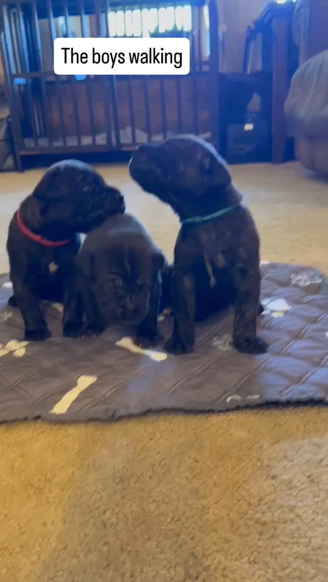 #dogsofinstagram #canecorso #dogkennel #doggo #doglife #availablepuppies #doggyeyes #cutedogs #canecorsofans #rehoming #AKCshow #akccanecorso #akcchampion #akcgrandchampion #AKC #akcregistered #akcchampionbloodline #akcshowdog