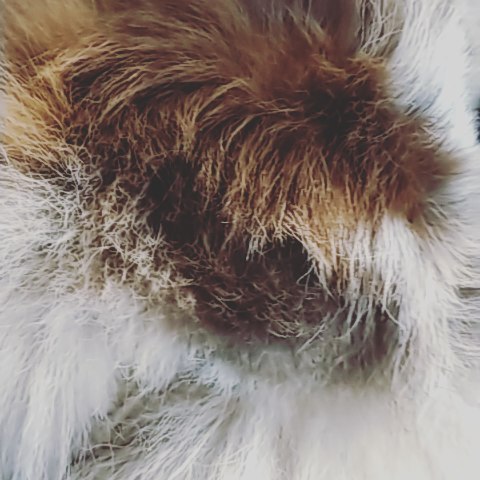 Nubbin' wag from Miss Harlan 💗 #wigglebutt #aussiesofinstagram #aussiesofig #ausableriveraussies #australianshepherds