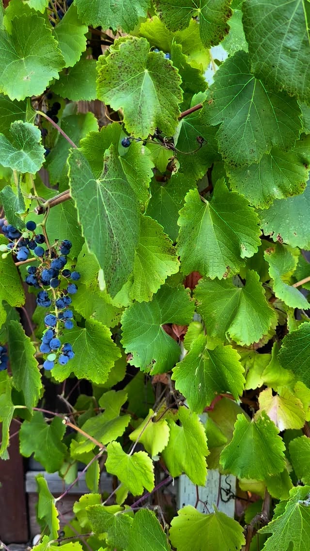 California native grapes are ripe and ready for eating. They are smaller, more tart, and have larger seeds than other types of grapes bred for sale, but they are still packed with nutrients and fun to enjoy with the kids!
#landscapedesigner #californianativeplants #californianativelandscape #trellisgarden