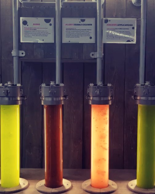 These photobioreactors are used to grow our algae in.
These are actually some that you can see yourself at @edenprojectcornwall.
The PBRs provide the light and aeration and the media is made of water, salt to the correct salinity and nutrients like phosphate and nitrate and the algae have the perfect conditions for exponential growth.
Sometimes I just like to stare at them for a bit.
#photosynthesislife #algaeiscool #photobioreactor #chlorella #haematococcus #ehux #phaeo #biology #biochemistry #biotechnology #science #alevelscience #alevelbiology #aqa #ocr #edexcel #revison #gcses2020 #alevels2020 #resultsday