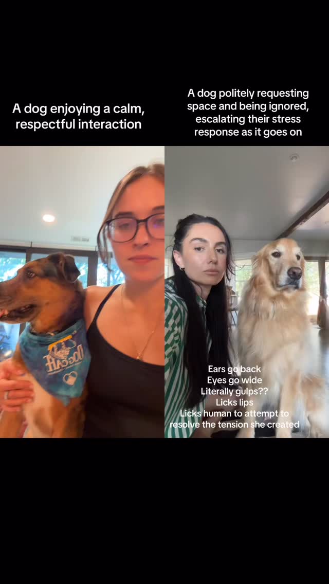 When it comes to our dogs, no TikTok trend is worth losing their trust.
I don’t think this girl is a bad owner at all—before I knew better, I could have easily done the same thing. Most people simply haven’t been taught how to recognize the subtler signs that a dog is uncomfortable.
In this video, the dog looks tolerant at first, but every second his body language escalates—climbing the “ladder of stress.” At the top of that ladder is a bite. And while this golden retriever may be more patient than some, it’s never worth pushing any dog to that point unless it’s truly a life-or-death situation.
Signs your dog is feeling stressed can include:
🐾 Ears pinned back
🐾 Eyebrows furrowing
🐾 Lip licking
🐾 Panting (when not hot)
🐾 Low tail wagging
🐾 Yawning
🐾 Sudden scratching
Stress will happen in life, and when handled well, it can actually help dogs grow in confidence. But using situations that increase stress for views or laughs erodes trust and risks real behavioral issues down the line.
Your dog’s trust is worth more than any trend.