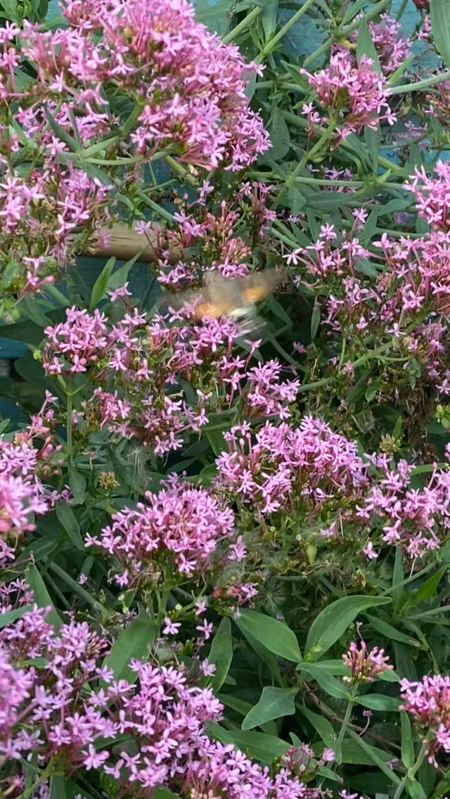 Wonderful to see a Hummingbird Hawk Moth last evening in a garden, feeding delicately on Red Valerian. #hummingbirdhawkmoth #nectarlovers #merlinlawncare #gardencare #lawncare #winchesterbusiness #hampshire #hampshiregardens