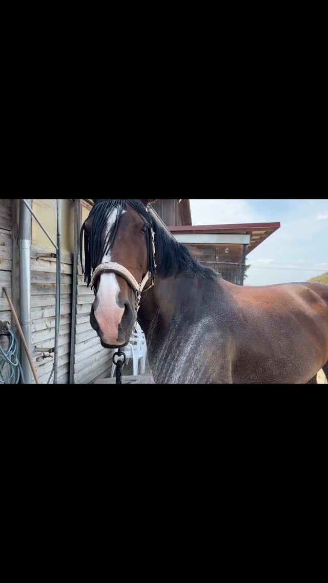 Was machen unsere Schulis eigentlich in den Ferien?
#reiten #dressur #equestrainlife #reitverein #reitezudeinerfreude #reitenmachtglücklich #schulpferde #oettingen #ferien