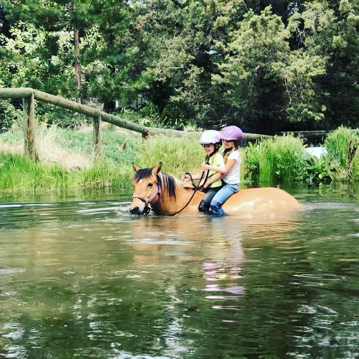 7-year-olds Maren and Quinlyn riding double on Koa bareback in a halter. What lucky kids! Going swimming on horseback after lessons was one of my very favorite summer things and I’m proud to share it with my daughter and her friends.
Big thank you to Koa who doesn’t have to let these itty bitties steer. That’s just her generous nature. 💫 Follow to see more vids of kids lessons, colt starting, and trick training ✍🏻 Comment to show your support
💘 Share so other people get to have some pony beauty in their day 📫 Message if you have questions about anything horse!
#horseriding🐴 #ponylife #dreamhorse #kigermustang #horsebackrider #barebackriding #bitless #horsefriends #horseedit #horsevideo