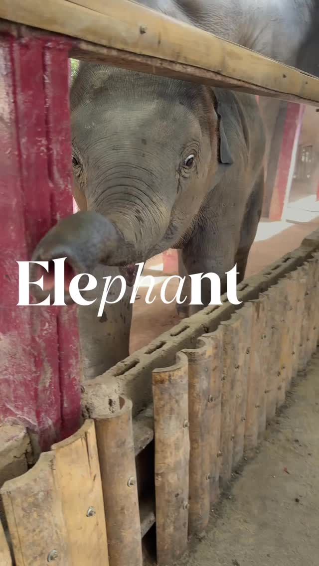 🐘Happy World Elephant Day!
I spent the day at Elephant Jungle Sanctuary in Chiang Mai feeding, hiking with, and even bathing elephants. The highlight? Watching a curious baby elephant explore the world.
This sanctuary focuses on ethical, hands-on experiences that let you connect with these gentle giants while supporting their care and protection.
Full story + all the fun in my latest blog post ⬆️ link in bio.
#worldelephantday #elephantjunglesanctuary #ChiangMai #ethicaltravel #elephantlove❤️