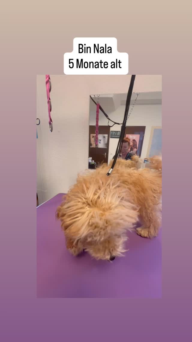 #grooming #hundesalon #luzern #grooming_luzern #maltese #pudel #toypoodle #schweiz