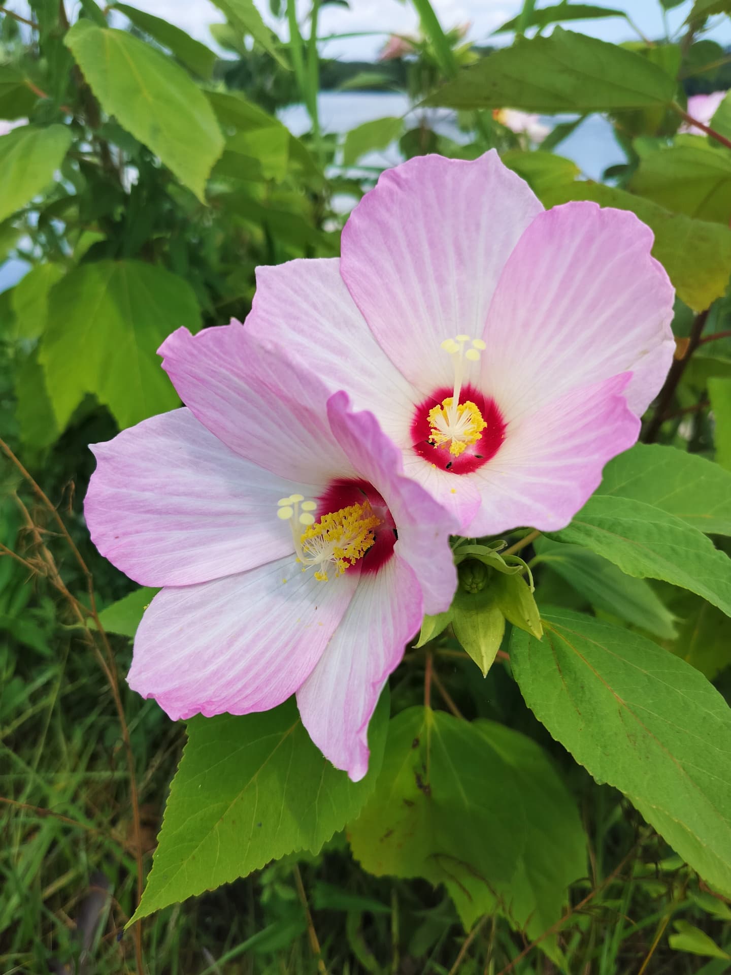 Wednesday Moment of Zen. Took a much needed kayak break at the lake near campus to break up 12 hours of meetings, presentations, and sessions today. I wanted to find the swamp rose mallow (Hibiscus moscheutos) in bloom, and they did not disappoint. Such a dope Hibiscus native to the Midwest. Peace y'all.