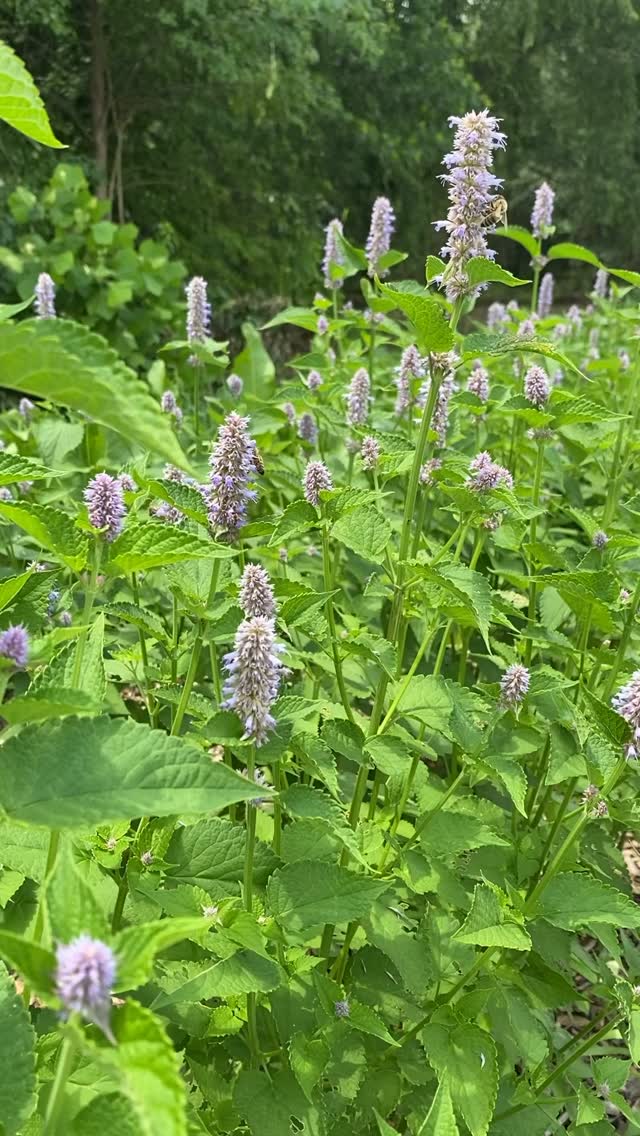 From harvest to drying room with Anise Hyssop ✨
These beautiful purple blooms do a wonderful job at attracting all the pollinators 🦋 and it’s sweet licorice scent makes it a joy to harvest. Consider planting Anise Hyssop in your garden to benefit both you & the pollinators!
Thanks @luxnaturaaudio for creating these tunes for us!