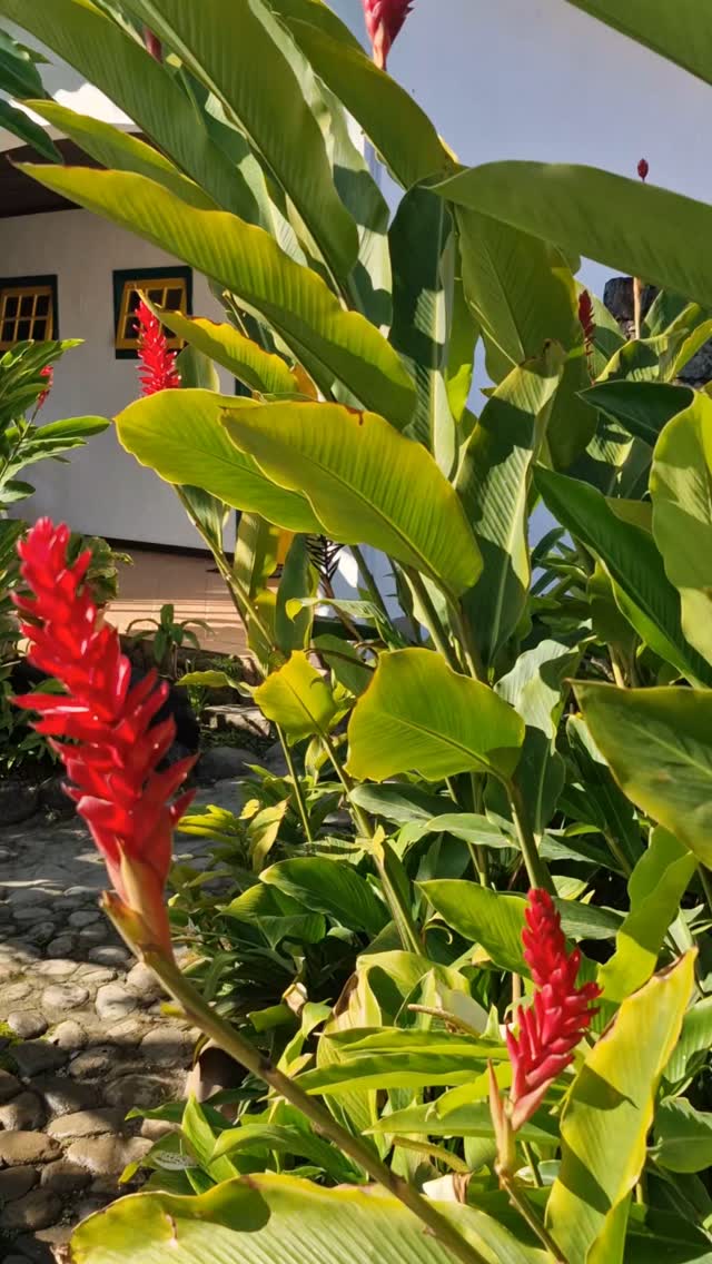 Duvido nos mostrar um lugar mais bonito do que Paraty!
#praidosono #Paraty #natureza #praias #praiasbrasileiras #caminhada #trail #hike