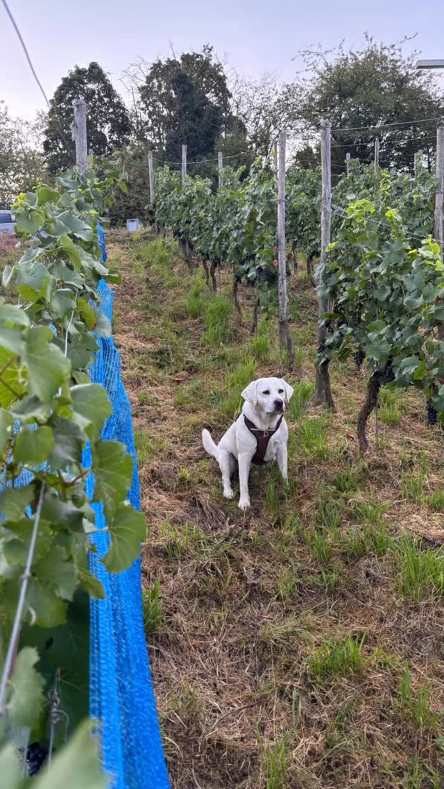 Unter der Aufsicht von Kenzo haben wir unseren Frühburgunder im Wiltinger Braunfels mit Netzen abgedeckt. Frühburgunder ist eine natürliche Mutation des Spätburgunders und reift circa 3 Wochen früher. Zudem ist die Schale der Frühburgundertrauben sehr weich. Vögel und Insekten lieben die süssen Trauben. Wir wollen ihnen aber möglichst wenig von der Ernte abgeben. Wir hatten dort die letzten 2 Jahre schon keine Ernte. Wenn alles gut geht, werden wir hier in circa einer Woche mit der Ernte 2025 beginnen. So früh wie noch nie.
#rinkeweine #weingutrinke #muschelkalktrifftschiefer #rinke #biolandmosel #allesaussergewöhnlich #winetastingtrier #bioland #organicviticulture #frühburgunder #pinotmadeleine