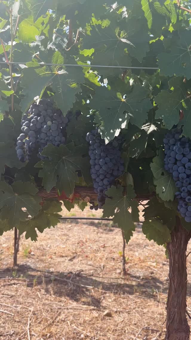🍇 Vineyard Updates 🍇 We’re starting to feel the excitement in the air - harvest is just around the corner! 🌿✨ Our Albariño vines are showing all the signs of ripening beautifully, with clusters gaining that perfect balance of sugar and acidity. Stay tuned for more as we approach the first pick of the season for our crisp, vibrant Albariño.
#HarvestCountdown #Albariño #VineyardLife #WineInTheMaking #WhiteWineSeason #SustainableFarming #CrushSeason2025