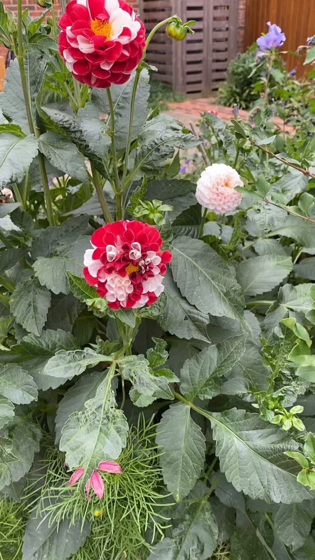 Unusual Dahlia alert đ¨đ¸!! #mutantdahlia #dahlia #summercolour #gardencare #horticulture #merlinlawncare #winchesterbusiness