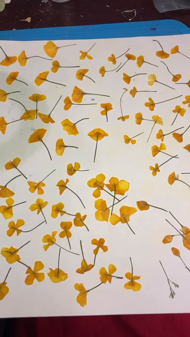 The California Poppy earrings are already almost gone! Get yours tonight at market in the Square in downtown Auburn.