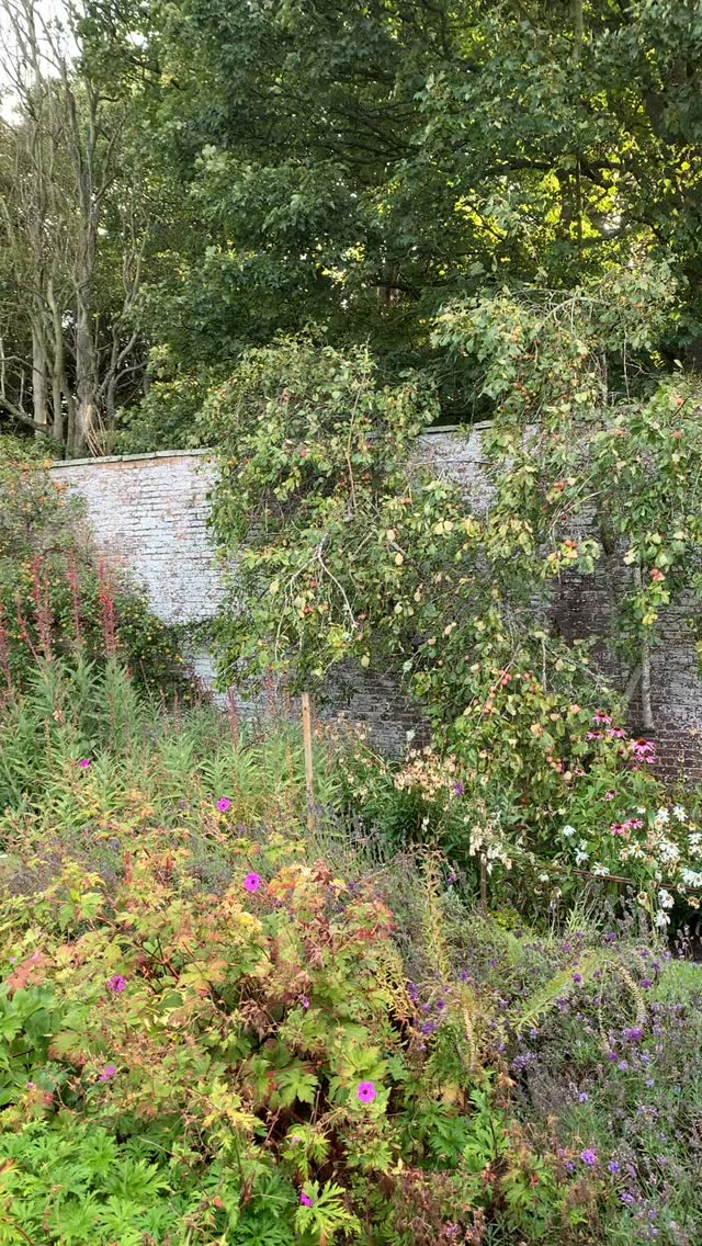 Early morning in the Summerhouse Garden. It may not be at its most floriferous now, but the herbaceous is at its most abundant in August, a time of year when textures and changing leaf colours take up the baton from blooms.
If you’re interested in finding out more about our garden in South-east Scotland, you might like to read our regular blog. You can find the link in our profile bio or visit www.thescottishcountrygarden.com. Check out our latest post ‘Agapanthus and apples’.
#gardenblog #garden #thescottishcountrygarden #scottishcountrygarden #gardenbloguk #scottishgardenblog #headgardenersblog #countrygardenblog
#gardenblogger #summergarden#scottishgarden #scottishgardener #gardenjournal #scottishgardenjournal #gardendiary #gardenersdiary #oldgarden #walledgarden #oldfashionedgarden #walledgardenblog #gardeninscotland #thegardeninaugust #augustgarden
#gardenwriter #ukgarden #gardensofScotland #gardensofgreatbritain