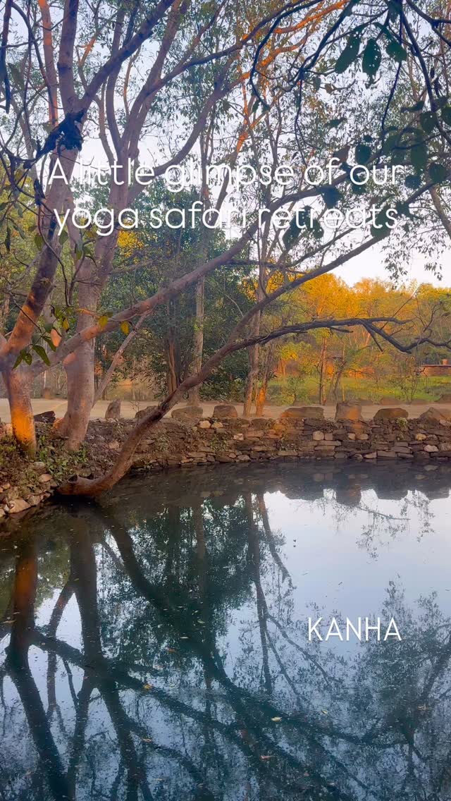 A sneak peek into what our yoga safari retreats are all about.- forest bathing. Yoga on the deck. Safari into the beautiful Kanha forest, stay in eco luxury tents. … if this sounds like it resonates then sign up for our Dec retreat.
Link in bio
#kanha #yogaretreat #yogasafariretreat #yoga #yogainnature