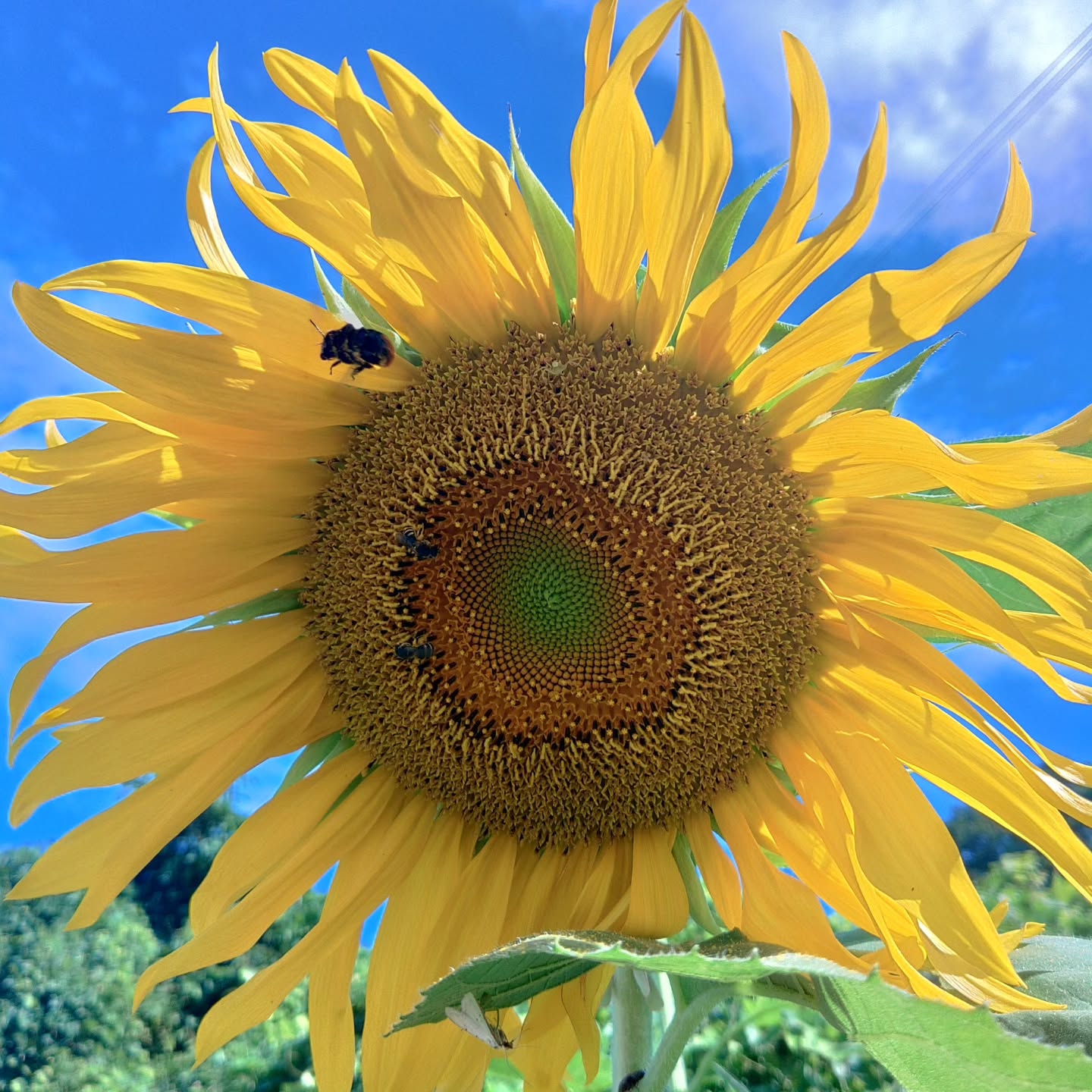 ペットの旅立ち福島店です。
お引き取りプラン(海洋散骨プラン)でお預かりさせて頂いた大事なお子様達。
ほとんどの場合その場ではなく、白河に戻ってからのお火葬をさせて頂いております。
その際に事務所に咲いているお花(正確には私が毎日このために一生懸命育てています🌱)をお供えしていますが、
ご覧くださいこの立派なヒマワリ🌻
大きすぎて火葬に支障がでるくらいです🤣
でも今回ご紹介したかったのは、2枚目の写真のクロアゲハさんなんです🦋
「黒い蝶は縁起が悪い」と祖母が昔言ってました。
でもお盆の時期だから誰かが遊びにきたのかも知れないし、とても優雅に舞っているし、美味しそうにご飯食べてるし、ということで写真を撮りました。
綺麗でしょ?良く見てあげてください😊
祖母のいってた縁起が悪いというのは、黒いからなのか?でも本当にキレイだったのでちょっとググってみました🔍️
なんと「幸運の前兆」じゃないですか😆
色々解釈ありますが、スピリチュアル的には
「大きな変化」や「新しいチャンス」の訪れを告げるとも言われている。
また、感謝の気持ちを忘れずにいれば、幸運を掴むことができるとされている。
だそうです。
また
「大切なのは、クロアゲハを見たときの自分の感情や、置かれている状況を総合的に判断することです。もし、クロアゲハを見て良い印象を持てない場合は、無理に縁起が良いと考える必要はありません。逆に、良い兆候だと感じた場合は、その感覚を大切にすると良いでしょう。」
とありました。
クロアゲハを見た瞬間に、祖母の言い伝えである悪いイメージより「とても綺麗だなぁ」「お空に送ったどの子かなぁ」といった感じ方が強かったんです🤔
これはもう「大きな変化」「新しいチャンス」の訪れに間違いないでしょう😁✨✨
という訳で「もう少し頑張ろう」と思ったお盆の中日でした🍀😌🍀
いや、「キレイなお花を追加でお供えしていますので、是非当店をご利用ください」
↑これ言っておかないとアカウントを私物化するなと怒られるので…😅
ちなみに3枚目は蜜集めに一生懸命な子
4枚目はペットちゃんだけでなく、新盆だった母へも手向けたお花達です🙏
お空に送り届けた可愛い子達、大好きな飼い主さまの元に遊びに来てるかなぁ🐕🦺🐱🐇🐹🐦️
と、この時期はなぜかソワソワしているスタッフ2人でした☺️🙏
#クロアゲハ
#訪問火葬#ペット火葬#保護猫と暮らす
#保護犬を家族に#うさぎ#ハムスター
#大型犬#県内出張無料#栃木県北部もご相談ください#お盆#ペットの旅立ち福島店#年中無休