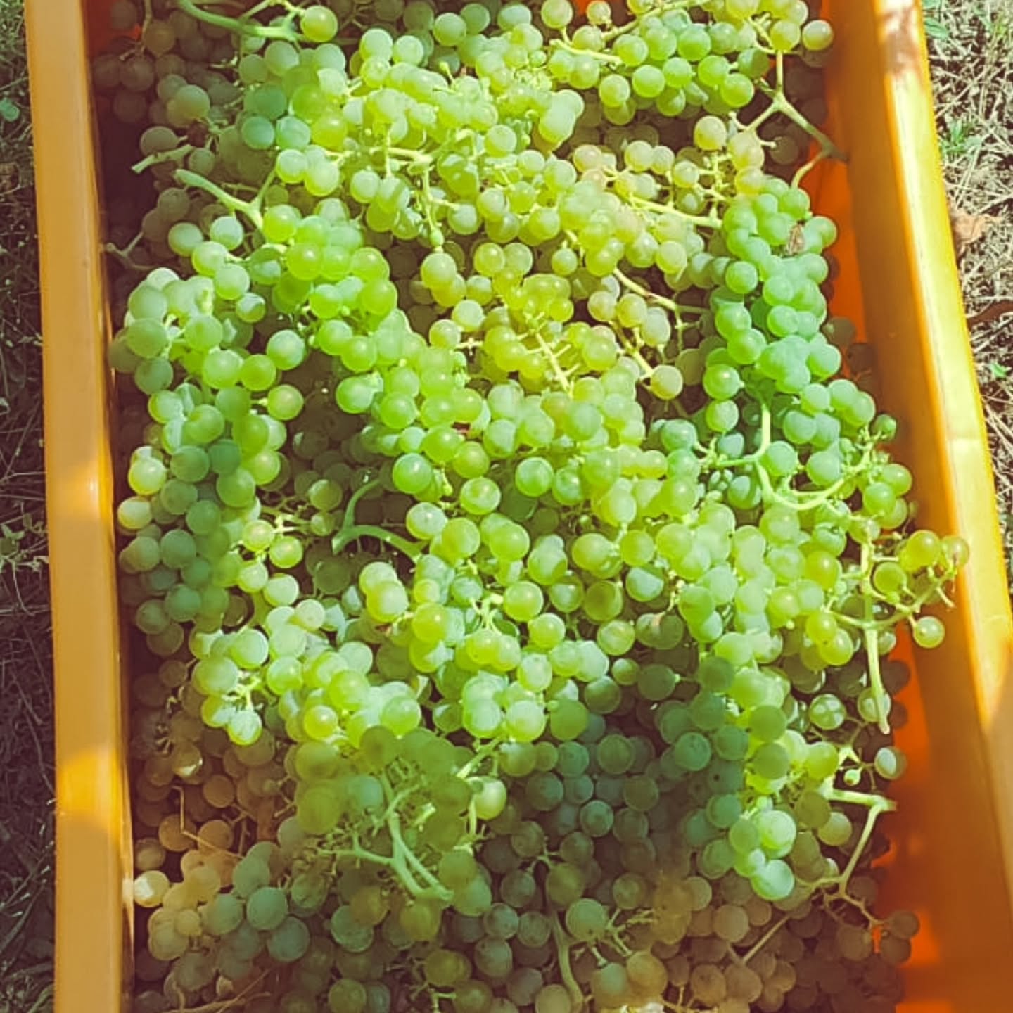 Ganz spontan hat am Samstag das Wimden begonnen 🍇
Unsere Muscaris- und Solaris-Trauben waren schon reif – also haben wir am Samstagvormittag die ersten Trauben gelesen.
Ein herzliches Dankeschön an alle Helfer, die uns dabei unterstützt haben – ohne euch wäre das nicht so spontan möglich gewesen. 💚
#brandeija #traubenernte #muscaris #solaris #piwitrauben #weinjahr2025 #walliserwein #handarbeit