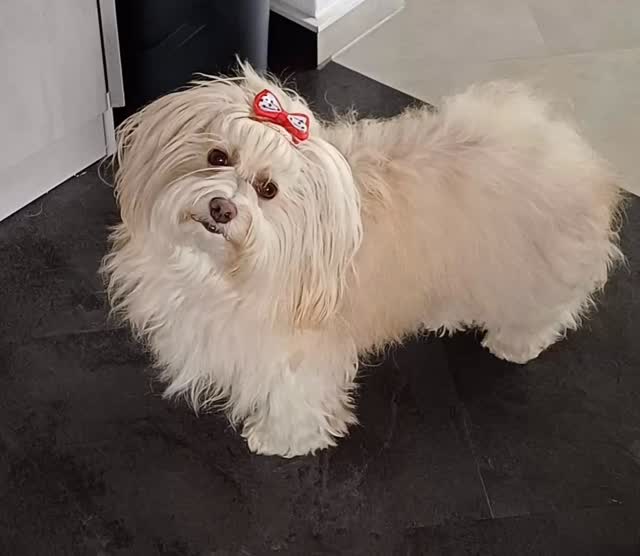 #foryoupage #puppylove #puppiesofinstagram #havaneseofinstagram #zucht #niedersachsen