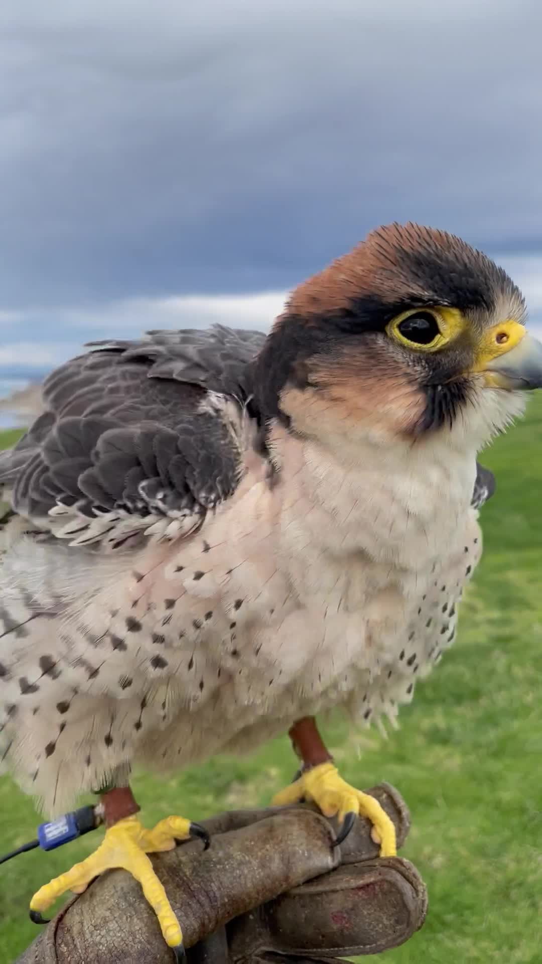 She steals our hearts every time #Sophiethelfalcon #totalraptorexperience #parahawking