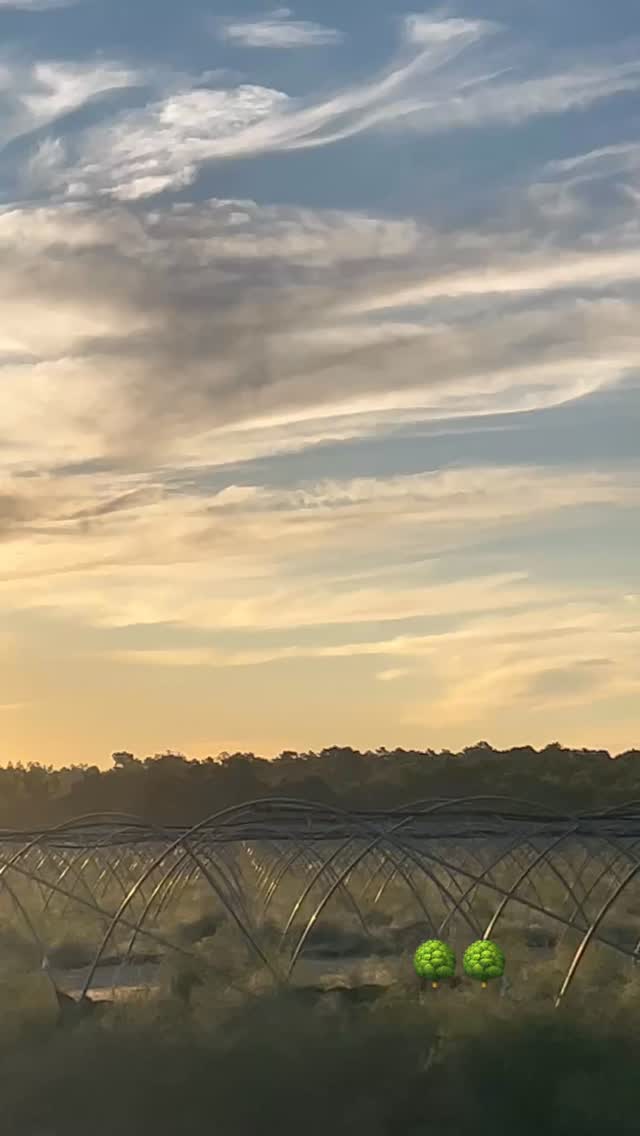 Preciosa y eficaz cortina va dejando nuestro Dji agras t50, en la que influyen velocidad, tamaño de gota, altura, anchura, temperatura…. No todo vale. 🫡🫡 #Dronagricola #dron #t50 #dji #djiagras #campo #agriculture #agrodroneshn #agrodrones #agricultura #extremadura