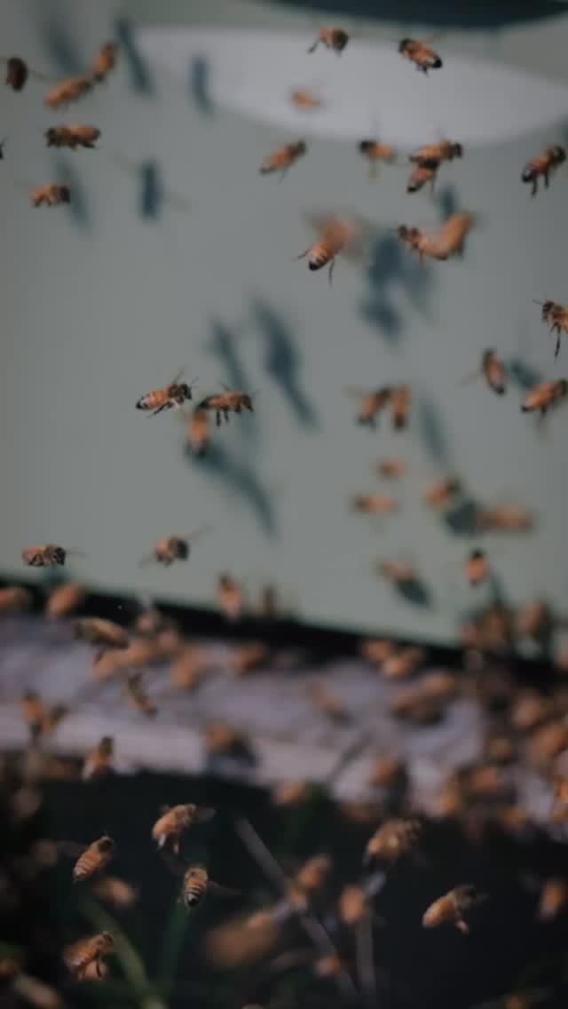 Full video on YouTube. 🐝 🍯 Join us for an in depth look at the mechanics of introducing a new queen and bees from a new hive to a non-queen right hive. Bees will continue their work of pollination and gathering honey without a queen for some time but once Winter comes the hive will not survive. Grant Stiles shows us the process of installing new frames with a queen from an observation hive to the queen less one. #olstiles #honey #smallbusiness #newjersey #beekeeping #beekeepinglife #queenbee #beesupply #farm #agriculture #farmtofork #farmtour #natirar #pendryhotel