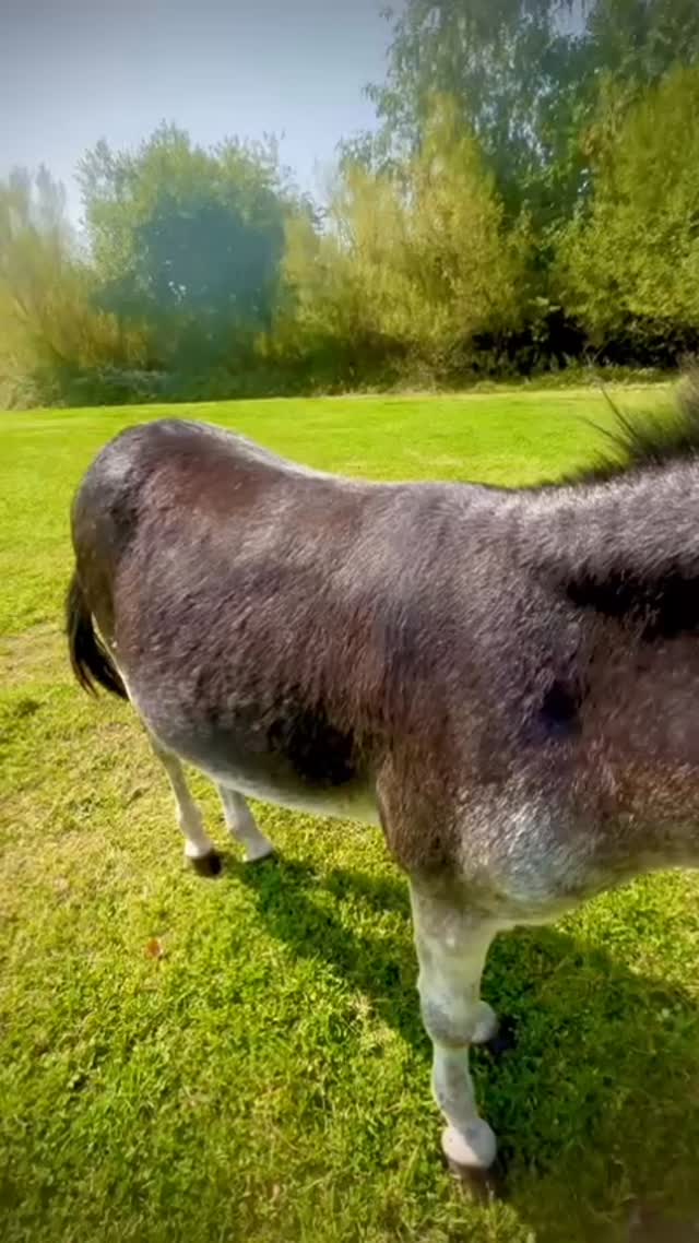 Rambo’s number one Fan 🪭
hot day cooling 🩷
#donkey #donkeylove #donkeyfan
#fyp #farmlife #cooldown #hotweather #farm #farmlife #happydonkey #pampered #cheshirefarm #alpacawalking #pettingfarm #woodlandsalpacafarm