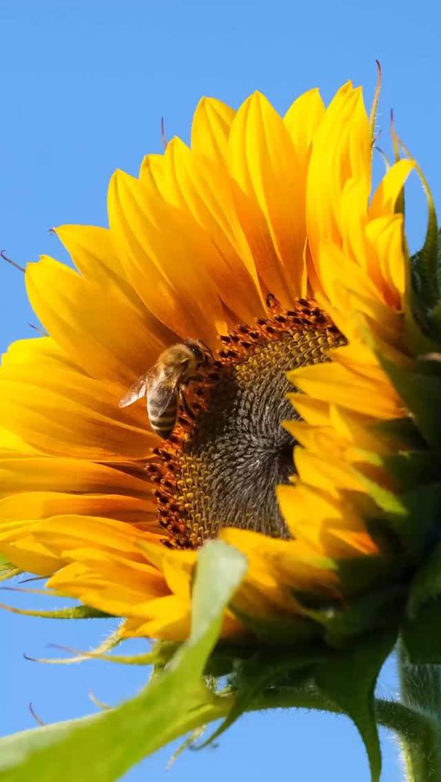 🌄 Grand Rising ✨☀️Today we move in the rhythm of a
mystic chant with legendary #garnettsilk 🧘🏾♀️a flow of prayers, praises, and inner strength to you . Every step we take is guided. Every breath we breathe is sacred.Just like the chant rises, so do we.✨ Walk with your spirit tuned to peace.✨ Let your heart sing its own prayer.✨ Know that you are divinely protected.This is not just music it’s alignment, it’s healing, it’s elevation.Rise up and let the chant of your soul be heard today. 🌻🌺 #KimpaRise #MysticVibes #GrandRising #SpiritualJourney #RootsAndCulture #lifebalance #StillIRise