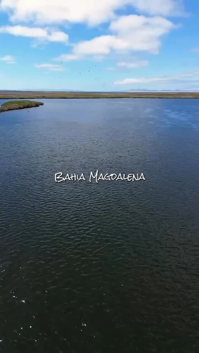 🌿 “Los humedales de Bahía Magdalena son uno de los ecosistemas más importantes de Baja California Sur. Están formados por manglares, dunas y esteros que funcionan como refugio para aves migratorias, peces, camarones y muchas especies marinas. 🐟🐦
Además, ayudan a filtrar el agua, capturan carbono y protegen la costa de huracanes y tormentas. 🌊
Conservarlos es clave para la vida silvestre y para las comunidades que dependen de ellos.”
Hashtags sugeridos:
#BahíaMagdalena #Humedales #Conservación #PuertoSanCarlos #MagBay #Naturaleza