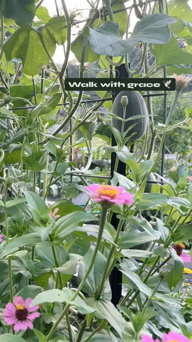 Saturday 🤍
It’s been a week
A week of trusting
A week of moving forward in faith
A week of connection
A week of miracles.
A week of walking with grace
🤍🕊️🤍
#walkwithgrace #entrepreneur #speaker #seeker #spiritualdisrupter #companiongardening #lazyboysranch